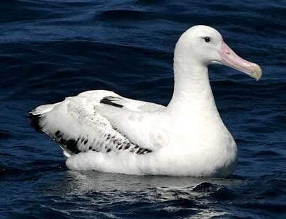 Albatros errante (Diomedea exulans-line)