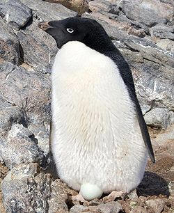 Pingüino Adelia (Pygosceles adeliae)