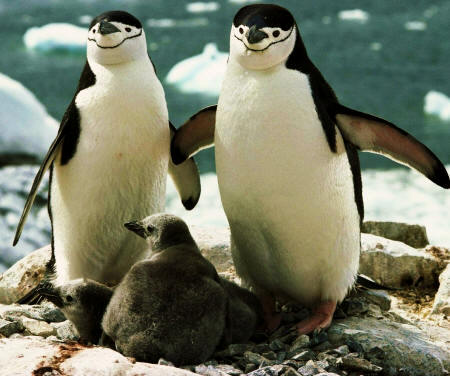 Pareja de pingüinos Barbijo con sus polluelos (Pygosceles antartica)