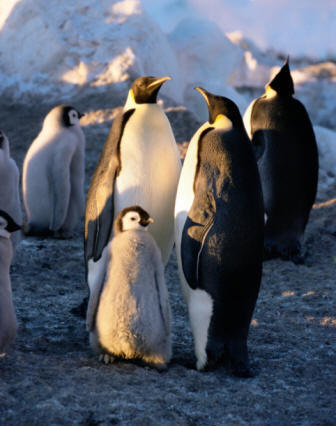 Colonia de pingüinos Emperador