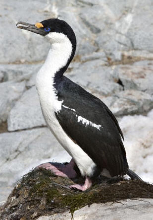 Cormorán antártico (Phalacrocorax bransfieldensis)