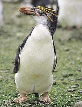 Pingüino Macarroni (Eudyptes chrysolophus)