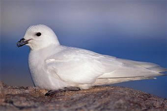 Petrel blanco o de las nieves (Pagodroma nivea)