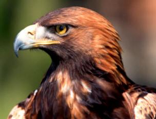 Las aves depredadoras, como las águilas, poseen un fuerte pico y potentes garras que les permiten desgarrar los tejidos de sus presas