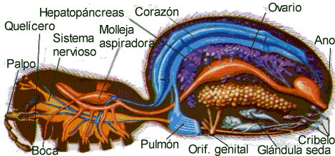 Anatomía interna de una araña