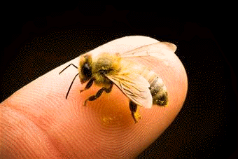 Las abejas son himenópteros integrados en la familia Ápidos
