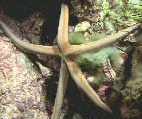 Los equinodermos, como las estrellas de mar (asteroideos), son animales bentónicos (que viven en el fondo marino)