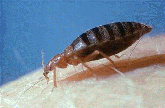 Los chinches son insectos hemípteros integrados en el suborden Heterópteros