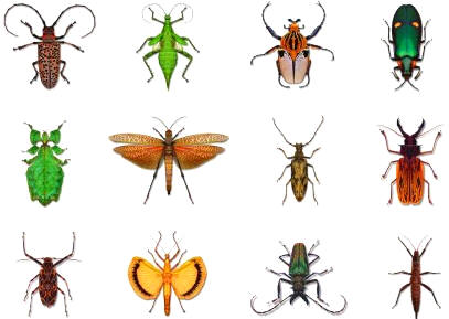 Los insectos constituyen uno de los grupos de artrópodos más importante y diversificado del reino animal