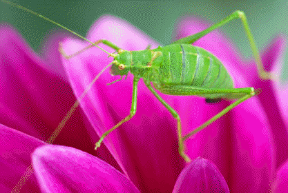 El cuerpo de los insectos está dividido en regiones segmentadas. Saltamontes Leptophyes punctatissima