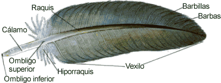 Morfología de una pluma