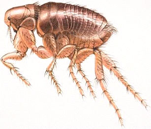 Las pulgas son insectos endopterigotos integrados en el orden Afanípteros o Sifonápteros