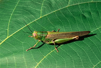 Los conocidos vulgarmente como langostas, son insectos ortópteros integrados en la familia Acrídidos