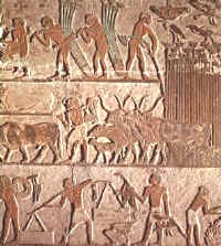 Relieve de la tumba de Nefer Sakkara donde se escenifican una serie de labores agrícolas, con aperos muy rudimentarios