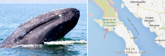 La Reserva de la Biosfera El Vizcaino es un importante santuario para la ballena gris