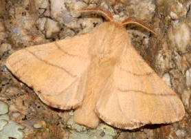 Mariposa macho de la Malacosoma neustria