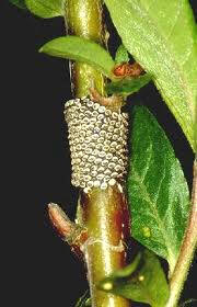 En esta rama se pueden observar huevos de oruga de librea depositados en disposición helicoidal