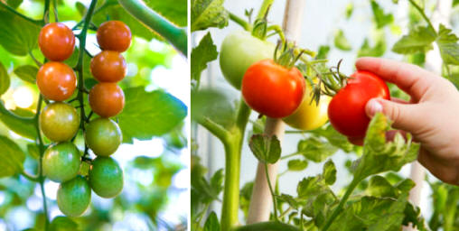 La recolección del tomate puede comenzar a realizarse desde el mismo momento en que presentan los primeros tonos rojos