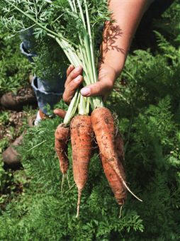 Cultivo de zanahoria (Daucus carota)