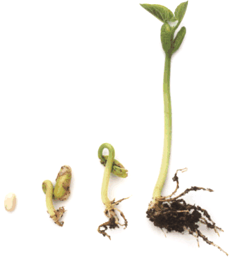 Con la germinación, la semilla pasa de un estado de vida latente al de vida activa