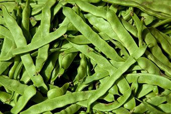 Judía verde (Phaseolus vulgaris)