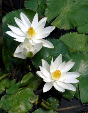 Algunas semillas, como las del loto blanco (Nymhpaea lotus), conservan su poder de germinación incluso después de 3.000 años