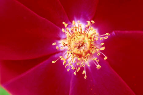 La rosa es un ejemplo de flor completa, hermafrodita.