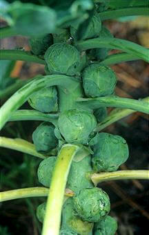 Brotes de Brassica oleracea (gemmifera)