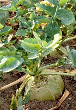 Cultivo del nabo (Brassica napus)
