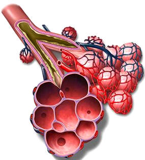 Ilustración de los alveolos y los bronquiolos