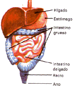 Partes del aparato digestivo