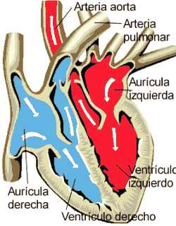Cavidades del corazón. Aurículas y ventrículos