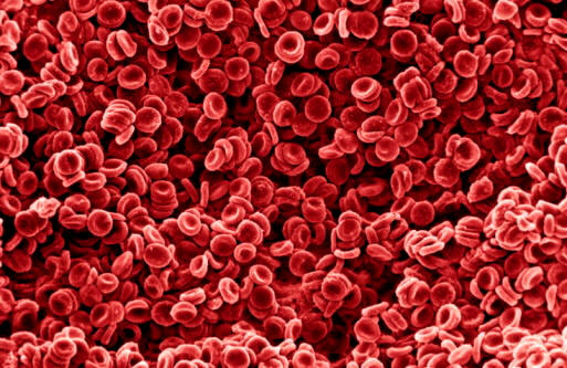 Los glóbulos rojos contienen la hemoglobina, responsable del color rojo de la sangre y de transportar el oxígeno a las células