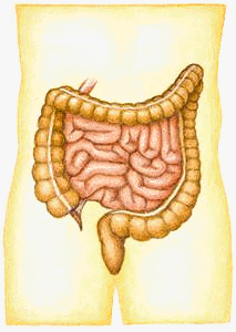 Detalle de los intestinos delgado y grueso