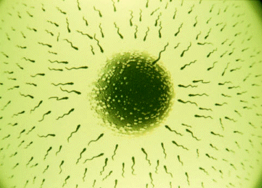 Durante el proceso de fecundación del óvulo, sólo un espermatozoide conseguirá romper la barrera y alcanzar su interior