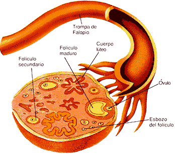Sección transversal de un ovario y la trompa de Falopio