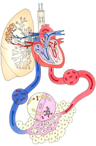 Ilustración de la sangre y el flujo de oxígeno a través del corazón humano, pulmón, tráquea y bronquios