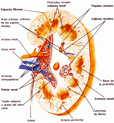 Corte y detalle de un riñón