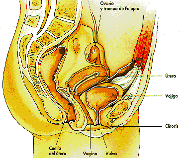 Ilustración del aparato reproductor femenino