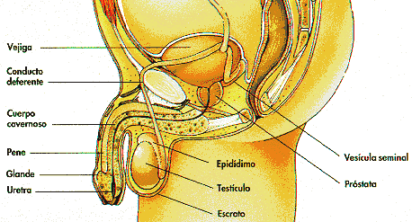 Ilustración del aparato reproductor masculino