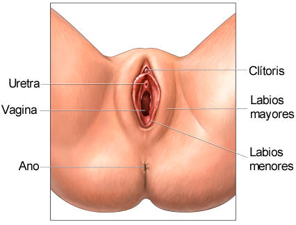 Anatomía genital externa de la mujer