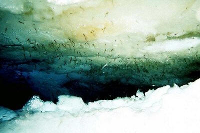 Colonia de Krill (Euphausia superba) alimentándose de algas bajo el hielo marino