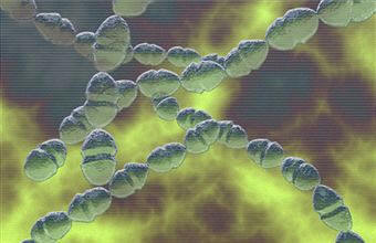 Bacterias ptococcus pyogenes