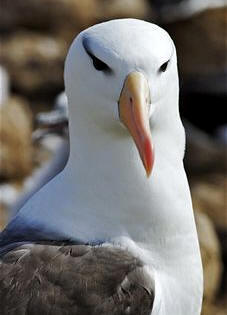 Albatros de ceja negra (Diomedea melanophris)