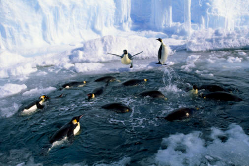 Una característica de los oasis antárticos es la existencia de grandes colonias de pingüinos Emperador (Aptenodytes forsteri)