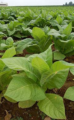 Planta del tabaco