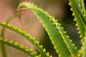 Aloe (Aloe succotrina)