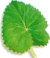 Clasificación de las hojas: Radial