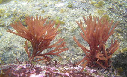 Alga roja bentónica (rodofícea)