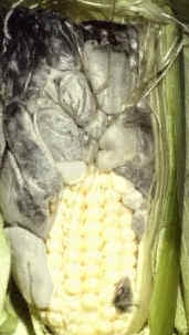 Tizón del maíz